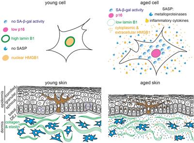 Biomarkers of Cellular Senescence and Skin Aging